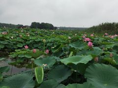 -荷塘月色湿地公园·向阳花洲