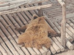 -青藏高原野生动物园
