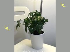 -花未央花店·WEYOUNG