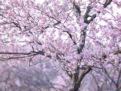 -上海辰山植物园