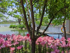 -杭州湾海上花田景区