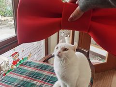 -有猫主题·治愈系猫咖(曾厝垵店)