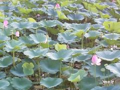-丁香湖公园