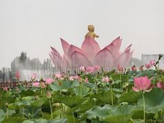 -荷花大观园