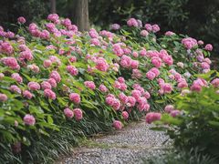 -上海滨江森林公园