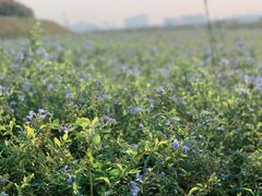 -光明小镇欢乐田园