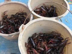 -同銮特种养殖场·龙虾垂钓