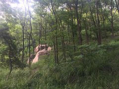 -鲁山国家森林公园