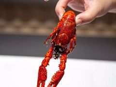 -松哥油焖大虾.小龙虾.黑鸭煲(海岸城店)