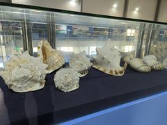 -上海海洋大学鱼文化博物馆(军工路校区)
