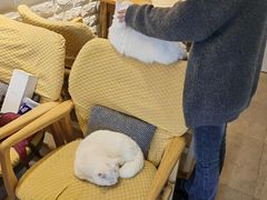 -猫咖时代(中山亭店)