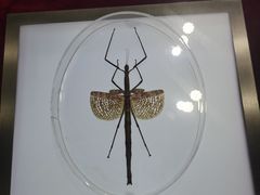 -上海昆虫博物馆