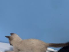 -瑞派福兴宠物医院犬猫全科·骨科·中西医结合(河东店)