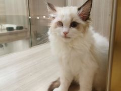 -飞行喵MR PILOT|猫舍·猫咖(静安大融城店)