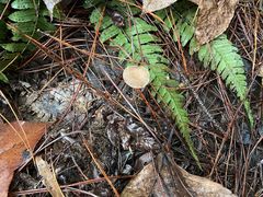 -铁山坪森林公园