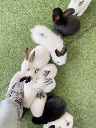 -萌宠亲子动物乐园(槐房万达店)