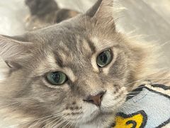 -楼上猫咖(罗湖店)