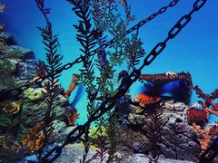 -上海海洋水族馆