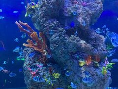 -芜湖新华联大白鲸海洋公园