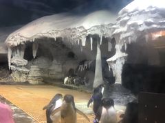 -海合安武汉极地海洋公园