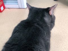 -瑞派·关忠动物医院·猫专科·犬专科(三环新城店)
