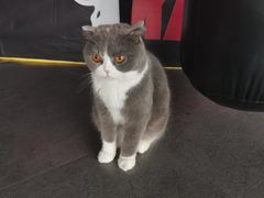 -KingBull私教健身&格斗订制(龙井商业中心店)