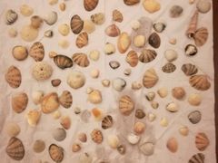 贝壳-三亚湾海居铂尔曼度假酒店