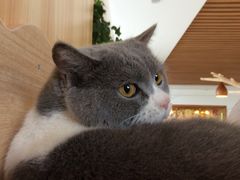 -猫的茶·猫咖