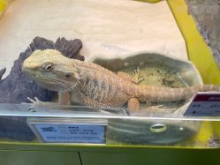 -神奇动物撸宠馆·羊驼·小浣熊·异宠(豫园店)