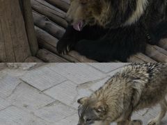 -青藏高原野生动物园