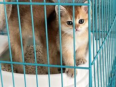 -翊宠yipet猫狗购宠庄园犬舍•猫舍