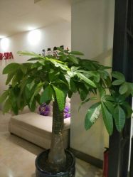 点击看大图 -苑苑发型设计