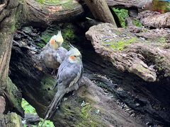-普洱太阳河森林公园