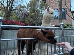 -上海崇明金茂凯悦酒店