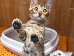 -欣宠猫屋·矮脚拿破仑·蓝金金渐层