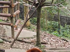 -都江堰中华大熊猫苑
