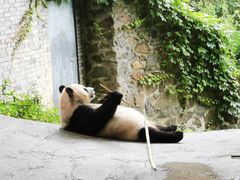 -都江堰中华大熊猫苑