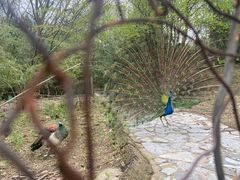 -金孔雀温泉旅游度假村