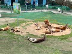 -西霞口神雕山野生动物世界