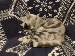 -平行世界·猫咖(首经贸店)