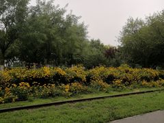 -永定河休闲森林公园