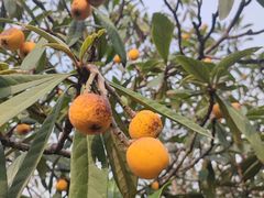 -塘栖枇杷特色园区