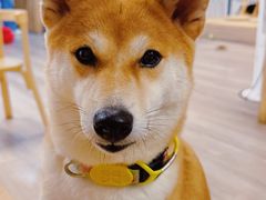 -柴迷FANS CLUB·柴犬狗咖·猫咖