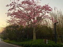 -蓝楹湾度假酒店