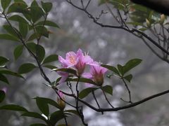 -梧桐山风景名胜区