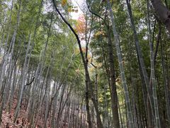 -上海佘山国家森林公园天马山园