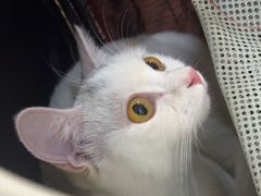 -美联众合动物医院·24h转诊中心