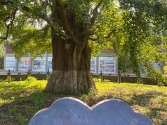 -千年银杏谷文化旅游区