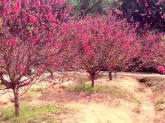 -南国桃园旅游度假区