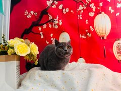 -爱洗澡的猫(望京店)
